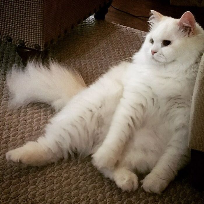 Rescued Cat Silas Surprises His Forever Family With His True Fluff Form As His Pictures Go Viral On Social Media