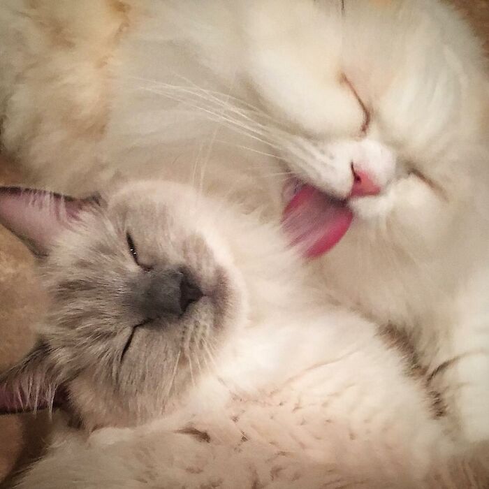 Rescued Cat Silas Surprises His Forever Family With His True Fluff Form As His Pictures Go Viral On Social Media