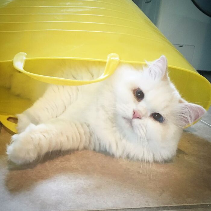 Rescued Cat Silas Surprises His Forever Family With His True Fluff Form As His Pictures Go Viral On Social Media