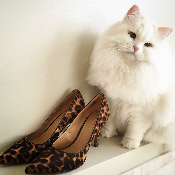 Rescued Cat Silas Surprises His Forever Family With His True Fluff Form As His Pictures Go Viral On Social Media