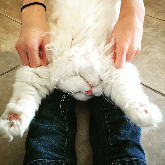 Rescued Cat Silas Surprises His Forever Family With His True Fluff Form As His Pictures Go Viral On Social Media