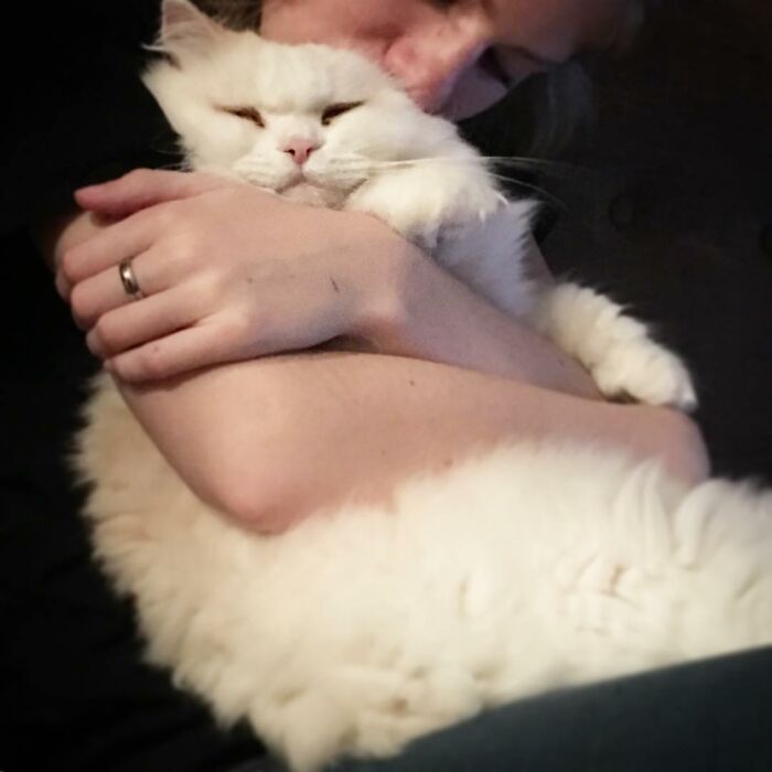 Rescued Cat Silas Surprises His Forever Family With His True Fluff Form As His Pictures Go Viral On Social Media