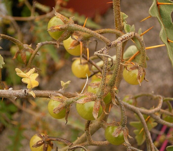 close up view of Porcupine Tomatoes