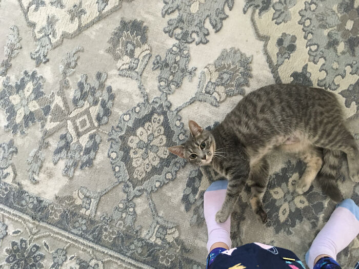 This Is Sophie At About 3 Months Old! She Is Such The Sweetie Pie! She Is Now 7 Months Old.❤❤❤❤❤