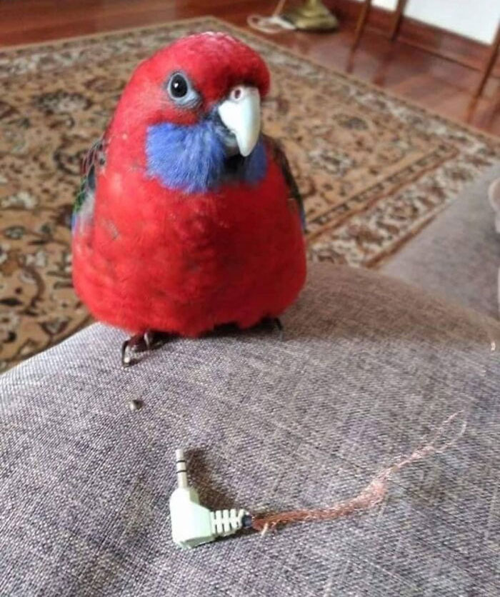 Birds-Memes-Funny-Images