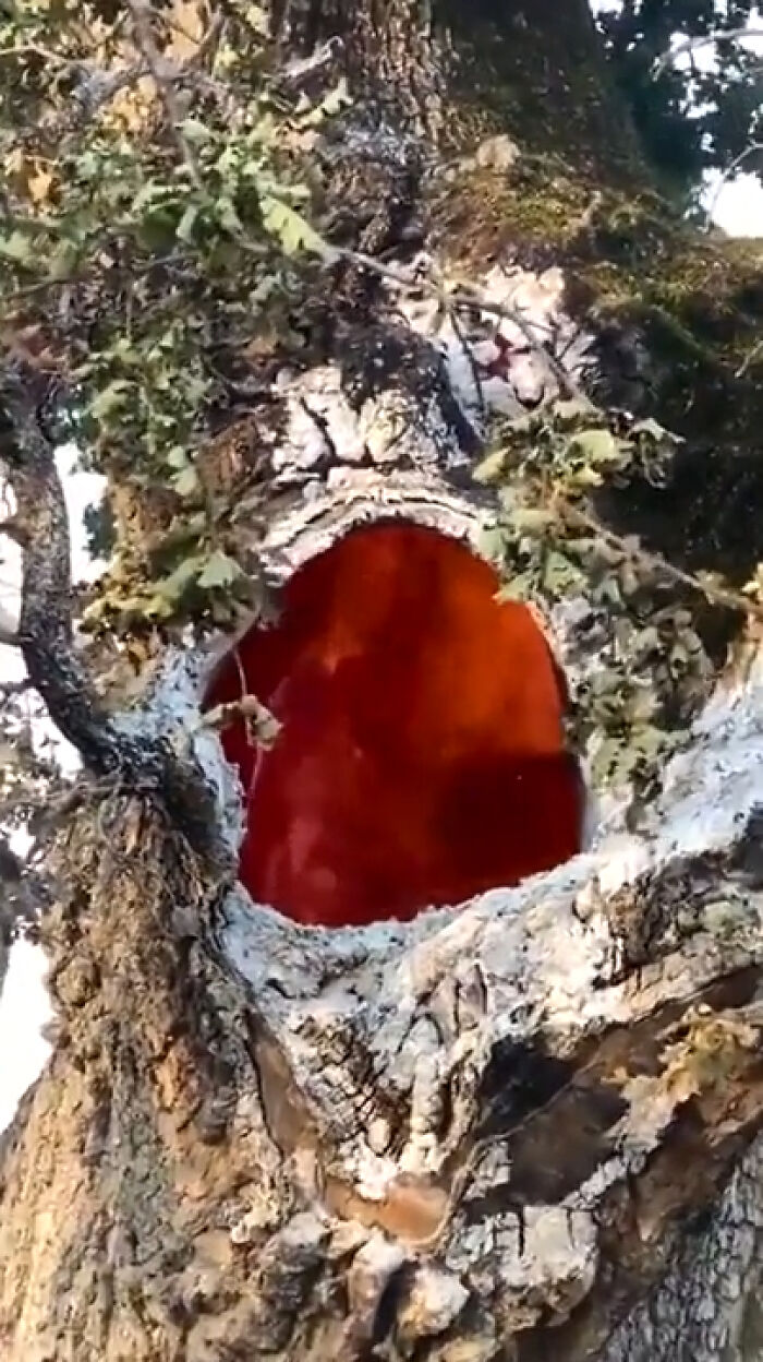 Tree Burning From Inside After Lightning Strikes
