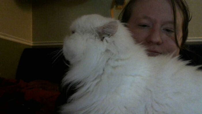 My Foster Kitty Making Herself At Home In Between My Laptop And My Face For The Fifth Time This Hour