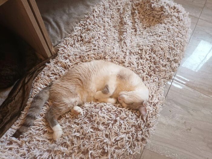 We Are Running Romania's Largest Cat Shelter With 300+ Cats Who Are In Need Of Help Everyday