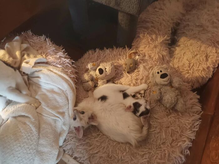 We Are Running Romania's Largest Cat Shelter With 300+ Cats Who Are In Need Of Help Everyday