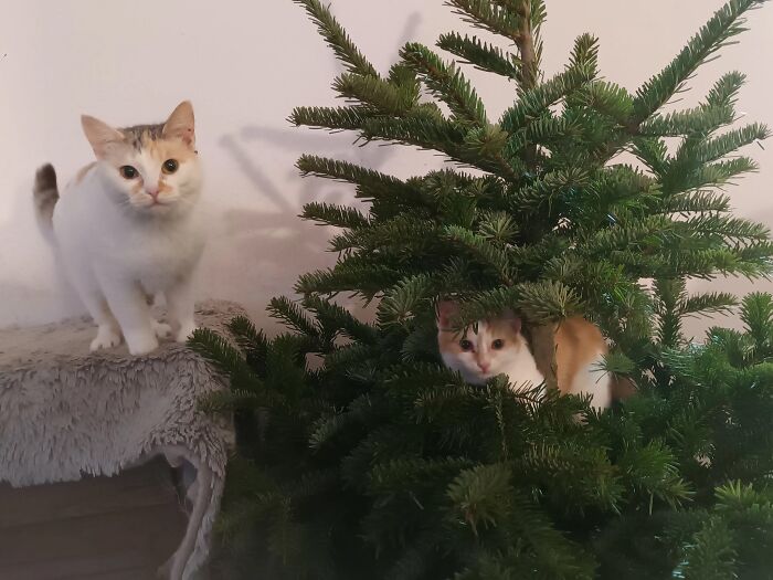 We Are Running Romania's Largest Cat Shelter With 300+ Cats Who Are In Need Of Help Everyday