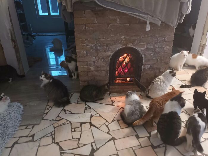 We Are Running Romania's Largest Cat Shelter With 300+ Cats Who Are In Need Of Help Everyday