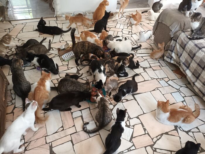 We Are Running Romania's Largest Cat Shelter With 300+ Cats Who Are In Need Of Help Everyday