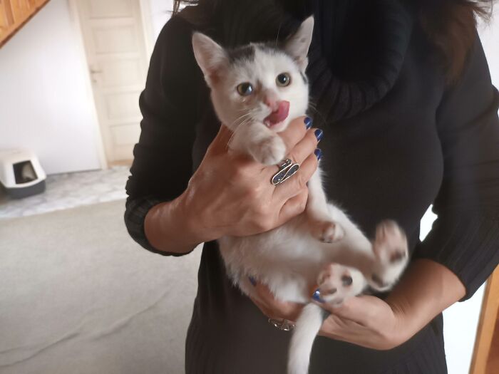 We Are Running Romania's Largest Cat Shelter With 300+ Cats Who Are In Need Of Help Everyday