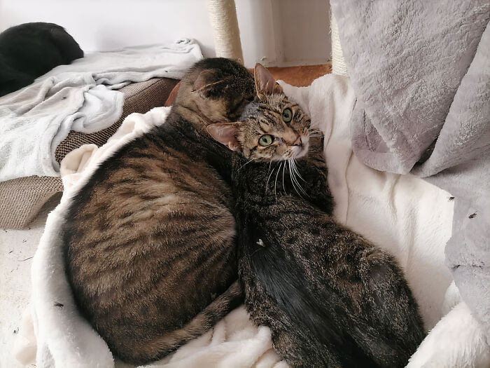 We Are Running Romania's Largest Cat Shelter With 300+ Cats Who Are In Need Of Help Everyday