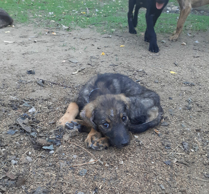We Are Running Romania's Largest Cat Shelter With 300+ Cats Who Are In Need Of Help Everyday