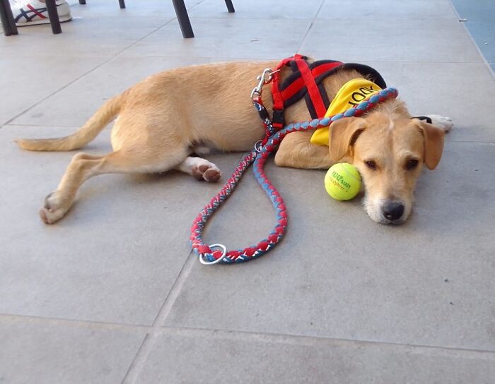 We See Dogs Develop And Grow At The Adana Dog Rescue Center, Here's The Story Of Some Of Our New Arrivals (11 Pics)