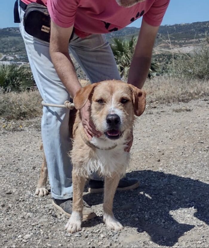 We See Dogs Develop And Grow At The Adana Dog Rescue Center, Here's The Story Of Some Of Our New Arrivals (11 Pics)