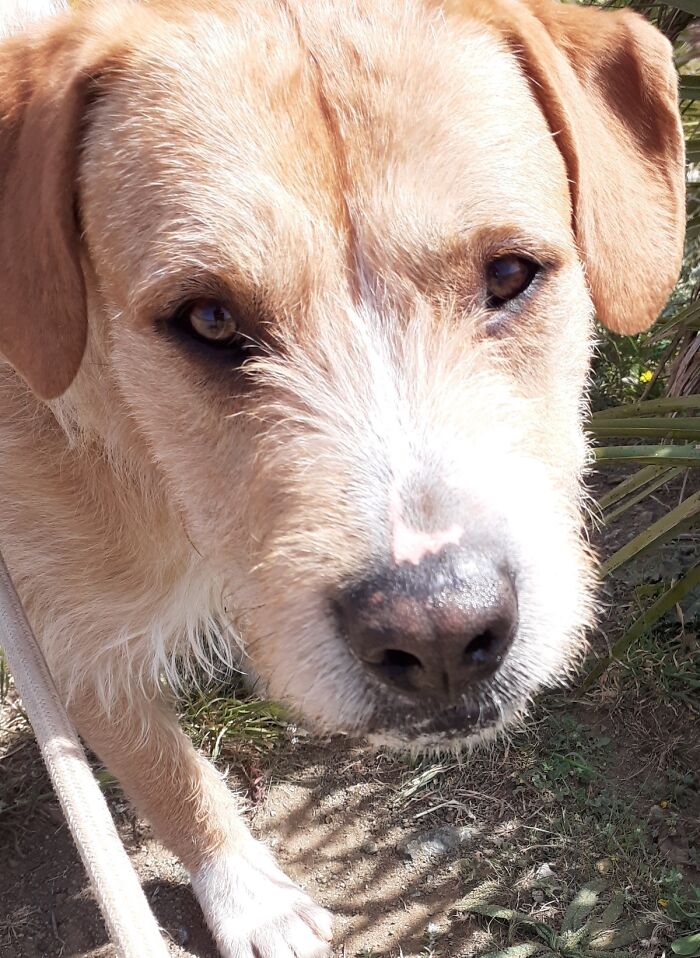 We See Dogs Develop And Grow At The Adana Dog Rescue Center, Here's The Story Of Some Of Our New Arrivals (11 Pics)