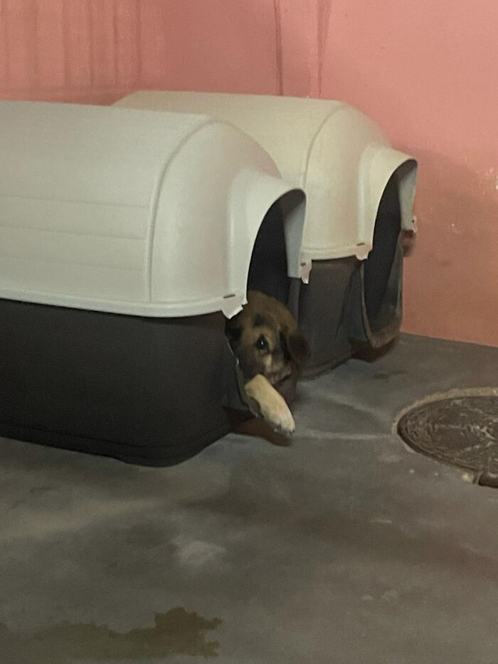 We See Dogs Develop And Grow At The Adana Dog Rescue Center, Here's The Story Of Some Of Our New Arrivals (11 Pics)