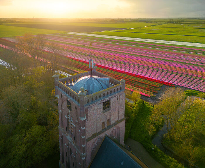 Spectacular Photos From This Year's Tulip Season In The Netherlands