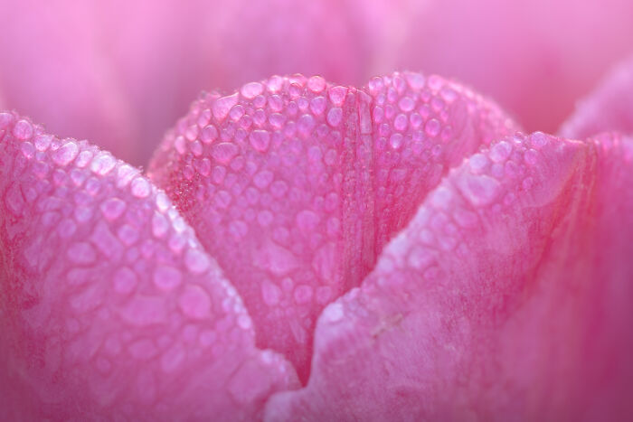 Spectacular Photos From This Year's Tulip Season In The Netherlands