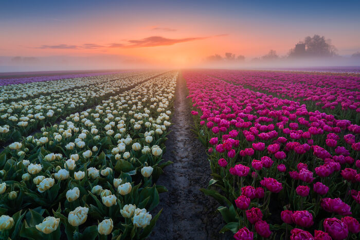 Spectacular Photos From This Year's Tulip Season In The Netherlands
