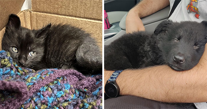 35 Conmovedoras fotos de mascotas adoptadas que por fin encontraron su hogar para siempre (edición de mayo)