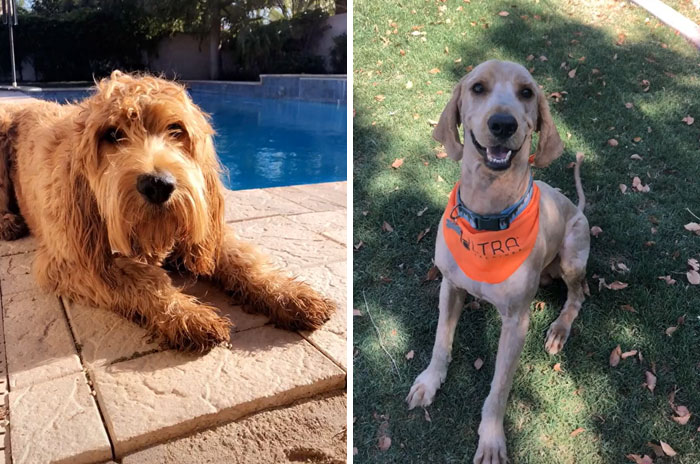 So Cooper Got A Haircut Today And I Refuse To Believe That This Is The Same Dog I Had Yesterday