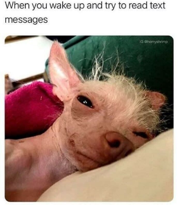 Funny-Animal-Memes-Jokes