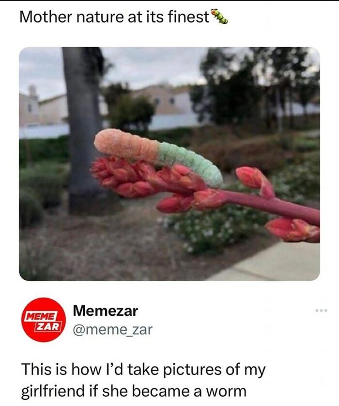 Funny-Animal-Memes-Jokes