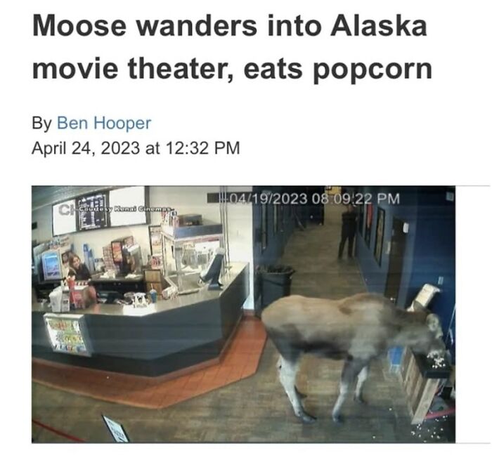 Moose in Alaska movie theater eating popcorn, combining animals and humor.