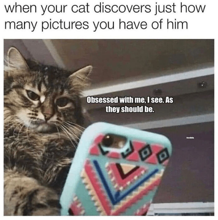 Funny-Animal-Memes-Jokes