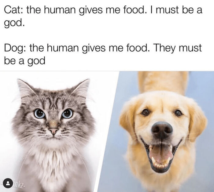 Funny-Animal-Memes-Jokes