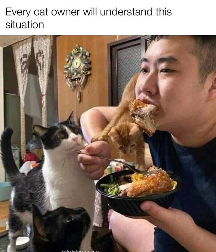 Funny-Animal-Memes-Jokes