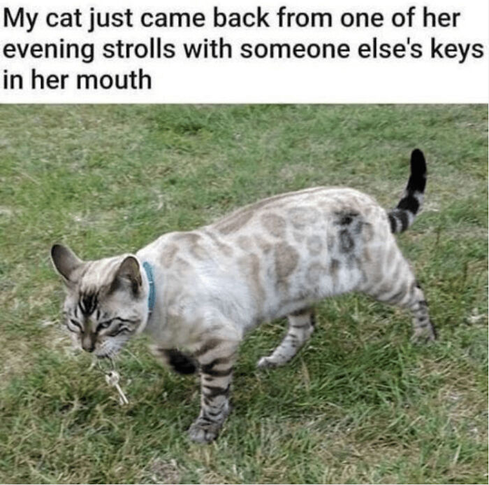 Funny-Animal-Memes-Jokes