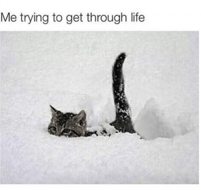 Funny-Animal-Memes-Jokes