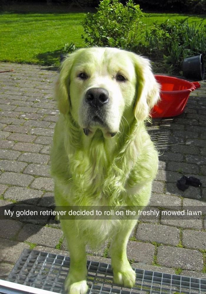 Golden retriever covered in grass stains looking funny in a backyard.