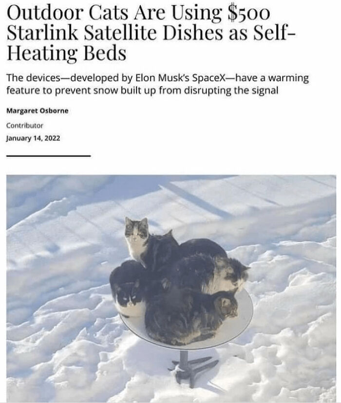 Cats humorously use a satellite dish as a cozy self-heating bed in the snow.