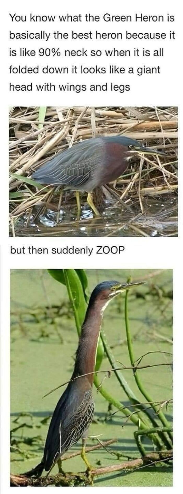 Funny meme of a Green Heron with neck retracted, then extended, showcasing animal humor.