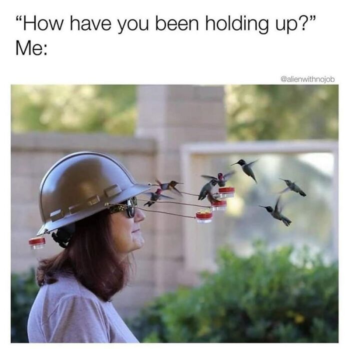 Funny-Animal-Memes-Jokes