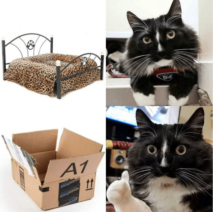 Funny-Animal-Memes-Jokes