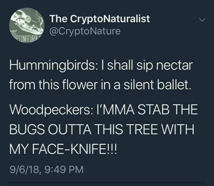 Humorous animal meme about hummingbirds sipping nectar and woodpeckers aggressively pecking trees.