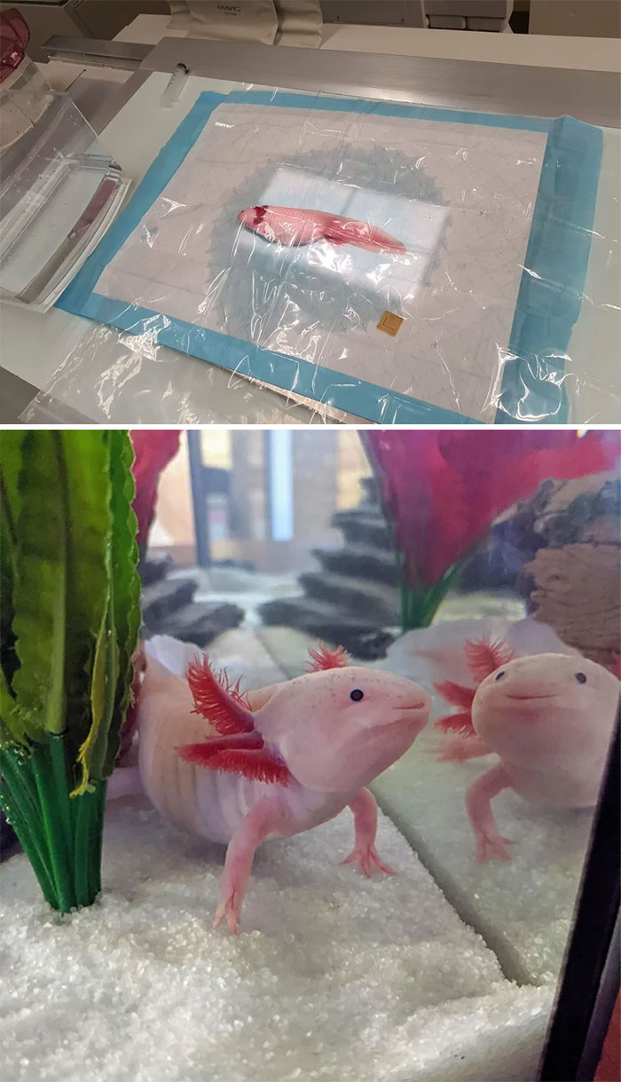 Cute axolotl on display with vibrant red gills, reflected in aquarium glass.