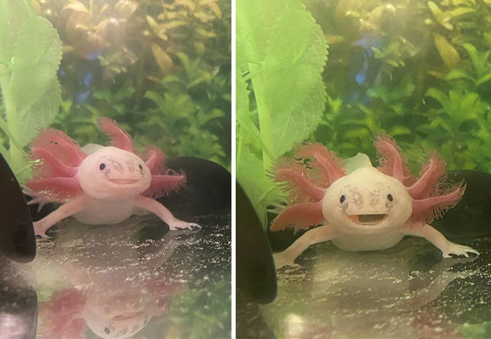 Cute axolotl in an aquarium, surrounded by plants, showcasing its pink frilly gills and cheerful expression.