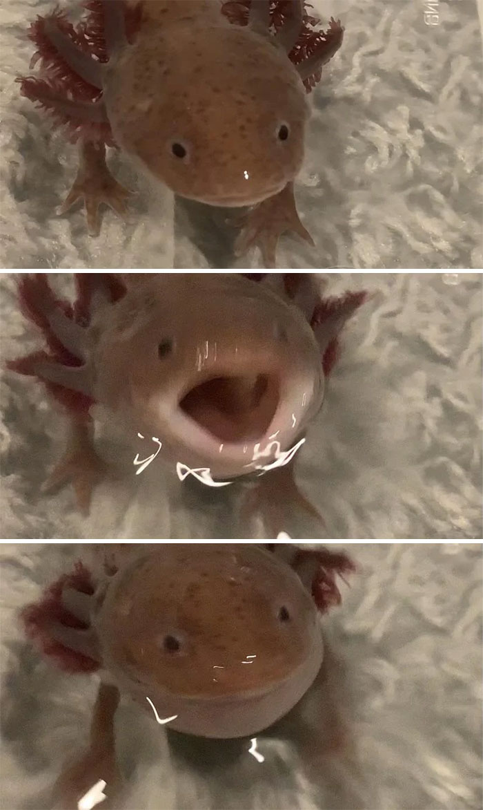 Cute axolotl exhibiting playful expressions in water, highlighting its unique appearance.
