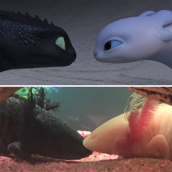 Two cute axolotls face each other in an aquarium, resembling animated dragons.