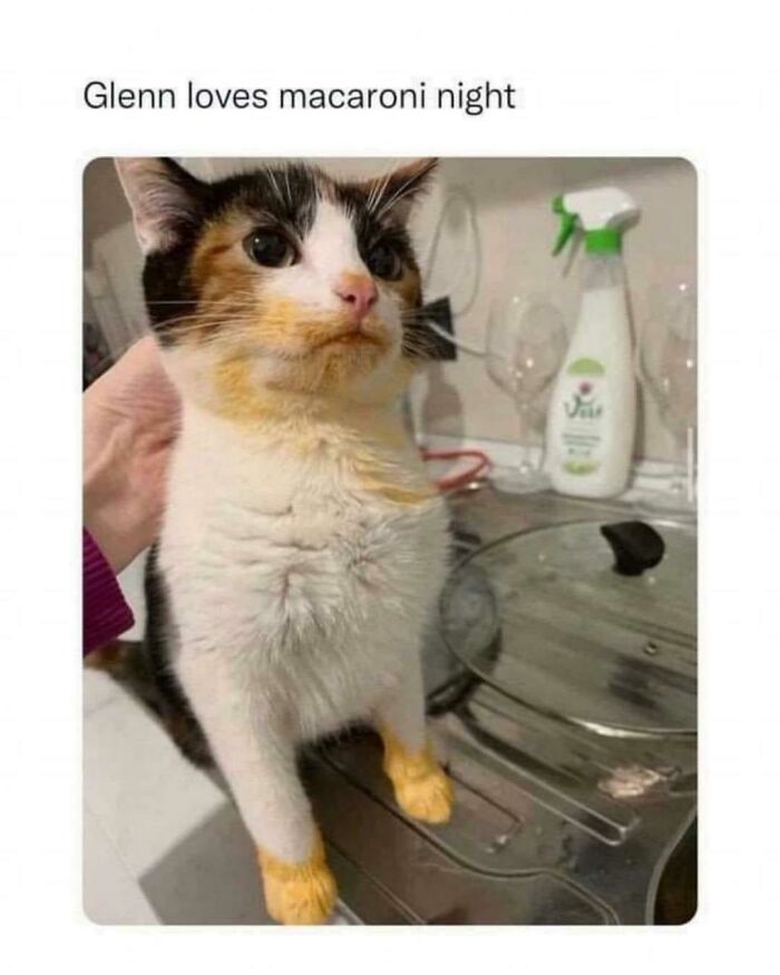 Funny-Animal-Memes-Jokes