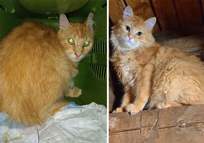 Before And After. Toptyga Cat That I Rescued 6 Months Ago