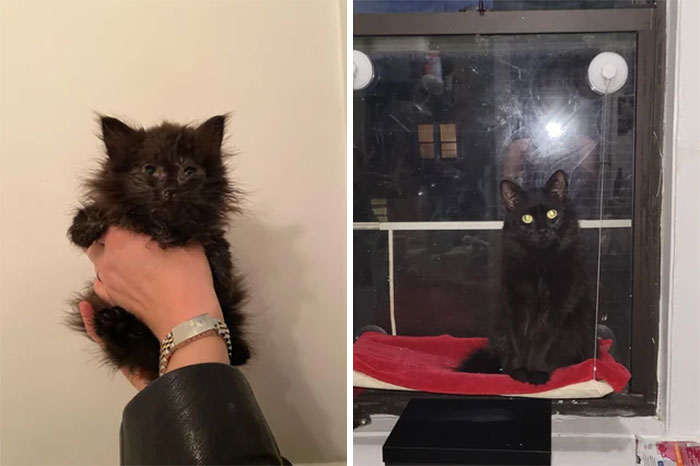 Sushi Aka Chompers. What A Difference A Year Makes