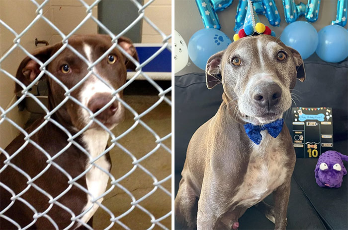 Happy 10th Birthday To My Good Boy, Zuko